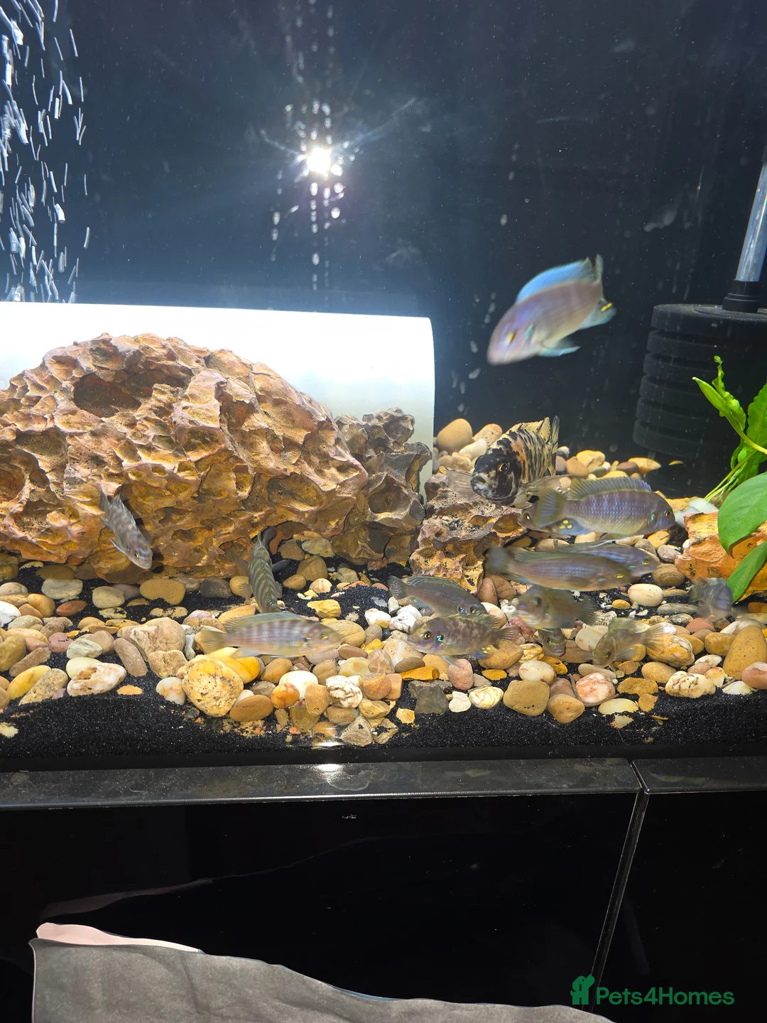 Cichlids fish for sale: Cichlids in Ellesmere Port - Advert 2