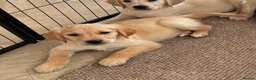 Golden Retriever dogs for sale: KC Reg Golden Retriever puppies - Ready now!!!!  - Advert 8