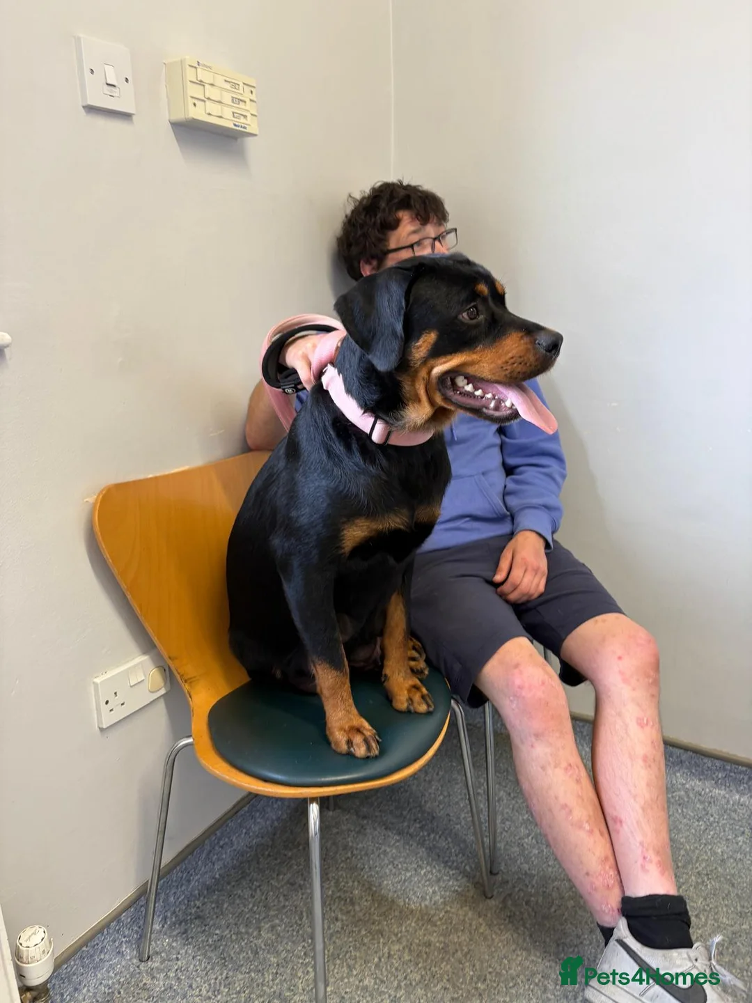 Mixed Breed dogs for sale: German shepherd cross rottweiler  in Halifax - Advert 1