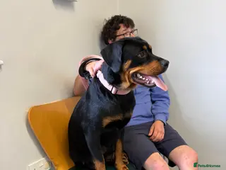 Mixed Breed dogs German shepherd cross rottweiler - Advert 1