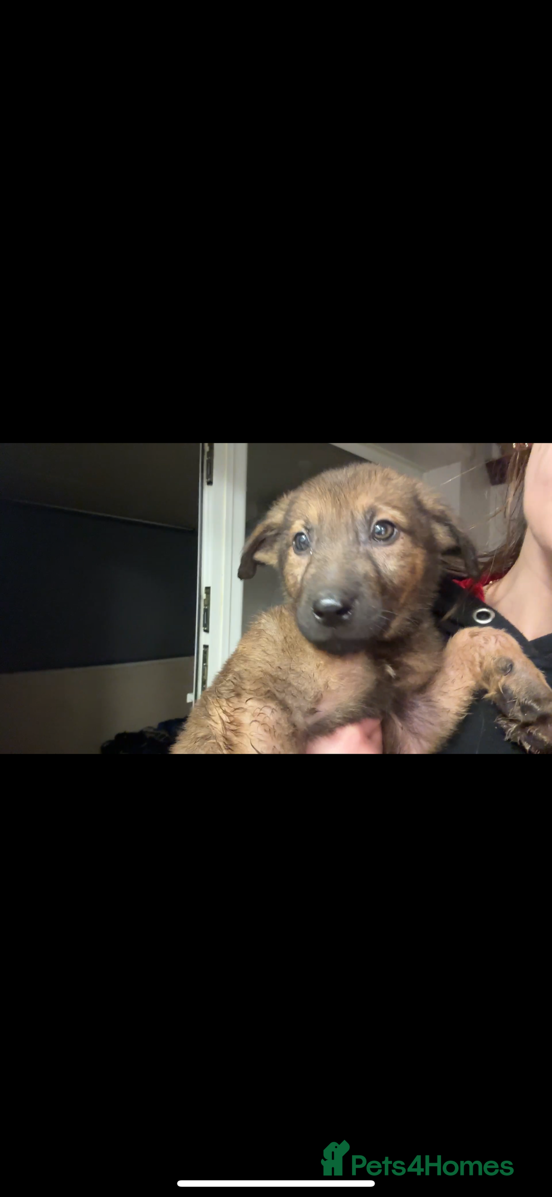 Mixed Breed dogs for sale: Belgian shepherd x German shepherd / lab - Image 8