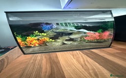Newt reptiles for sale: 2 Spanish ribbed newts and set up - Image 1