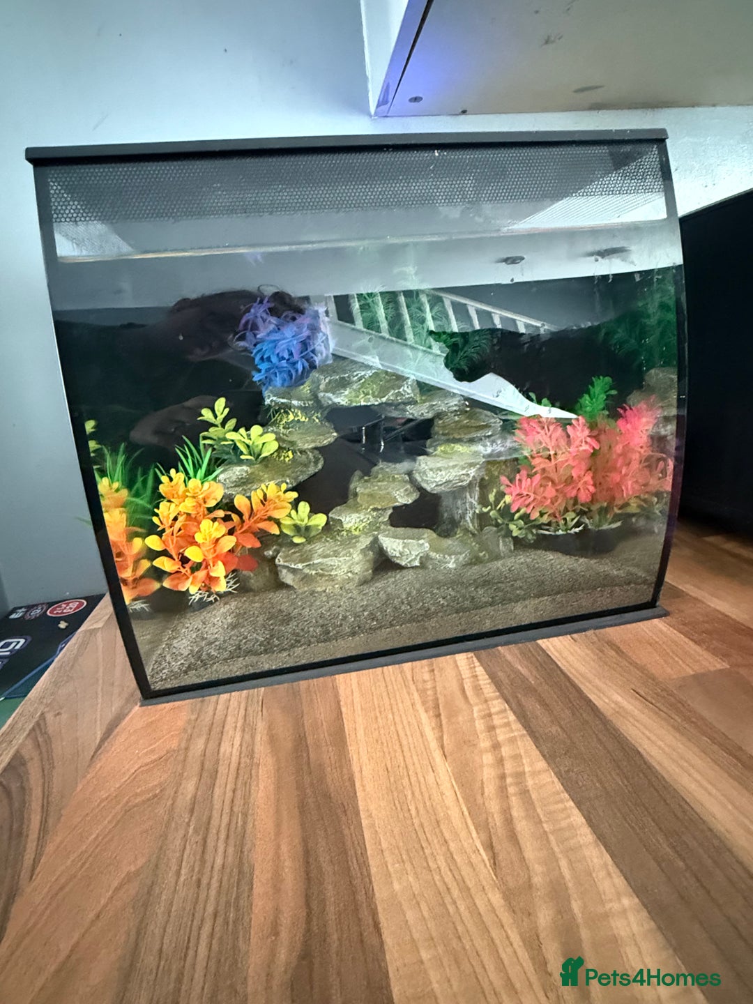 Newt reptiles for sale: 2 Spanish ribbed newts and set up - Image 1