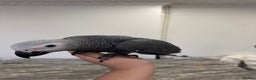 Parrots birds for sale: Hand reared  fully tame baby  African grey parrot  - Advert 1