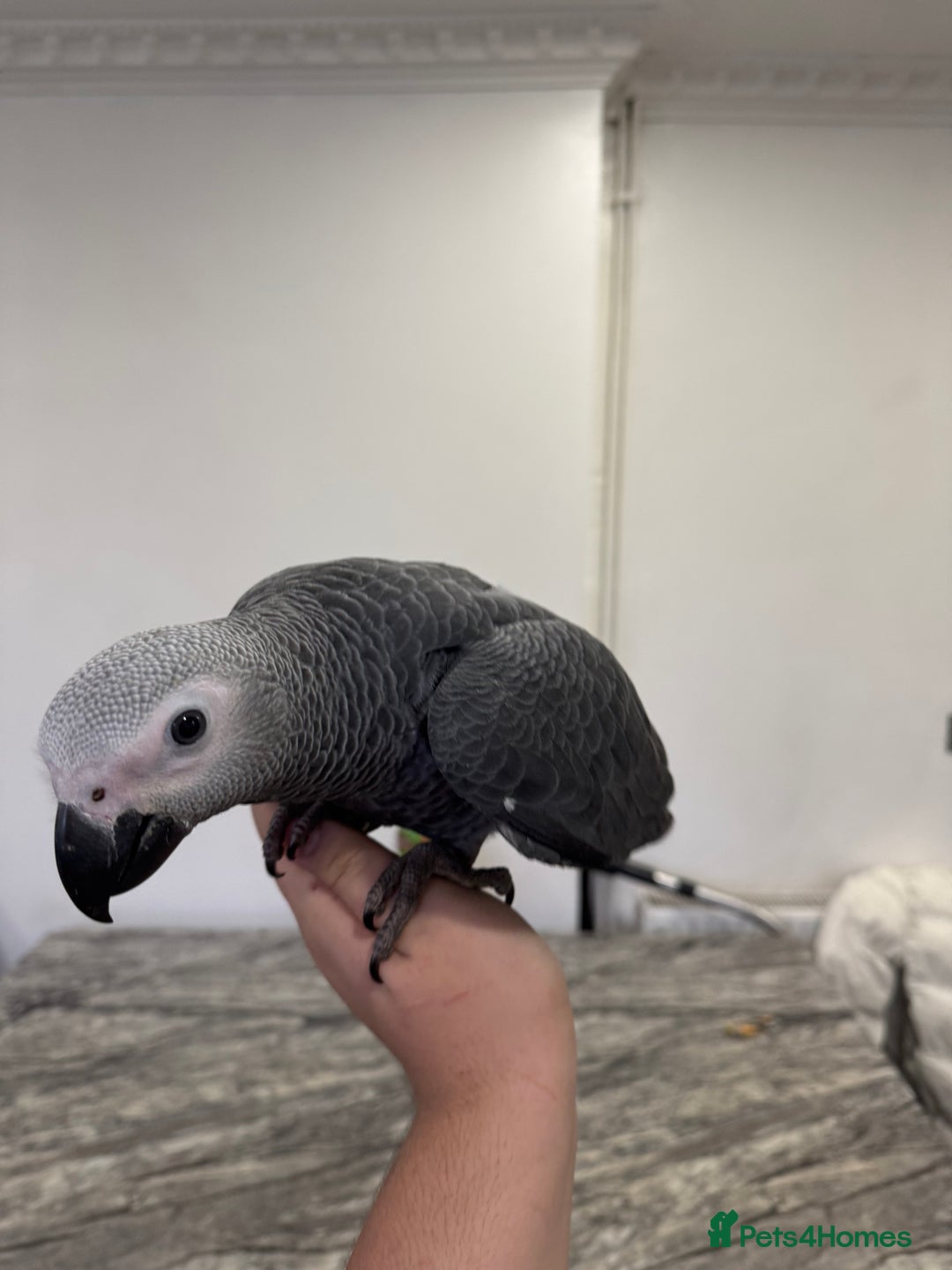 Parrots birds for sale: Hand reared  fully tame baby  African grey parrot  - Advert 1