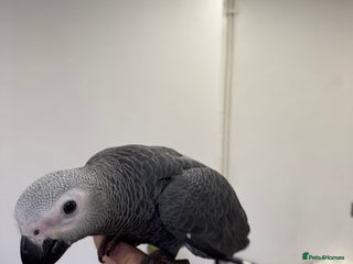 Parrots birds Hand reared fully tame baby African grey parrot - Advert 1