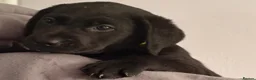 Labrador Retriever dogs for sale: Beautiful KC Labradors - Advert 6