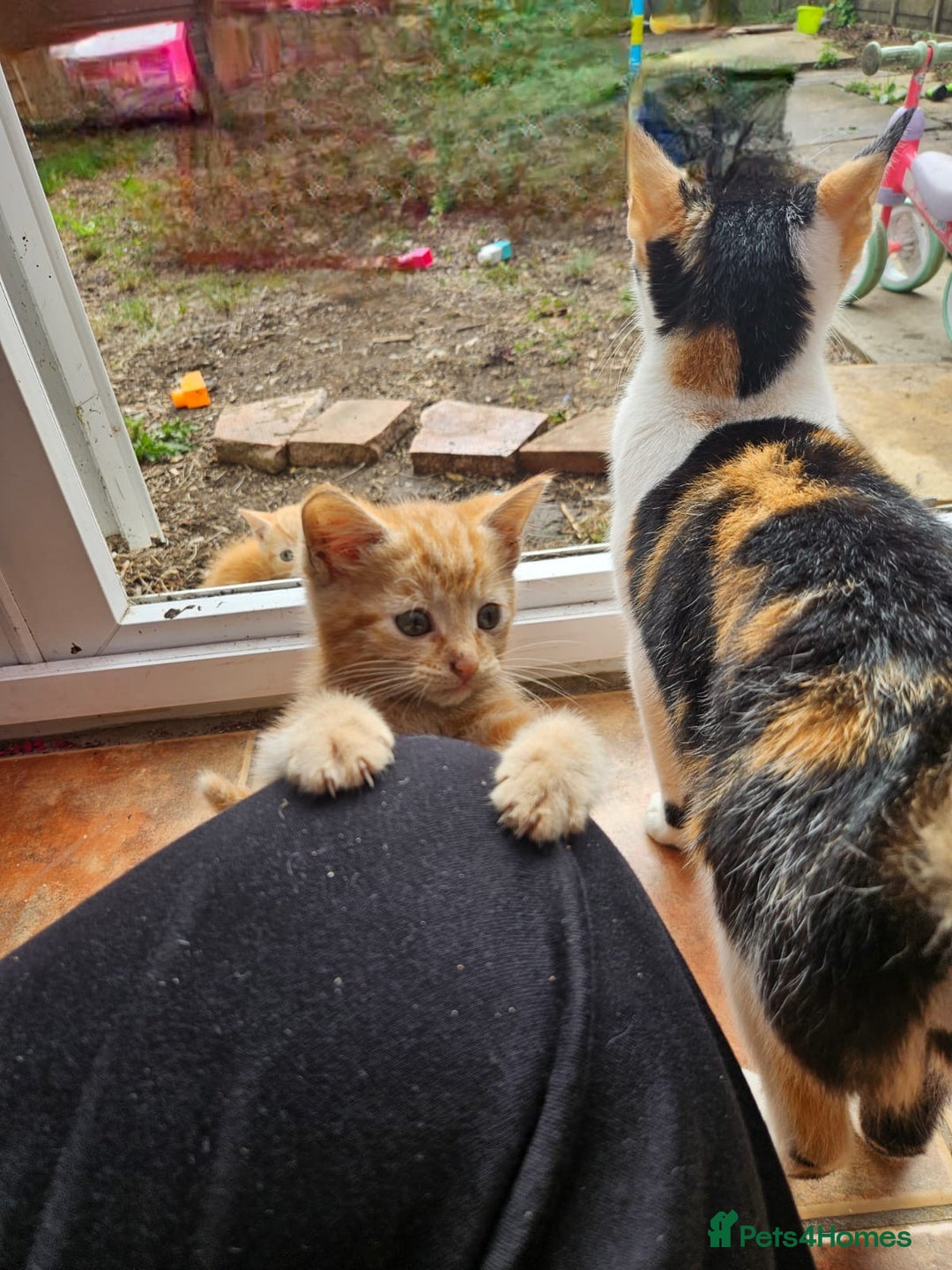 Mixed Breed cats for sale: 4 beautiful kittens and mum for sale  - Image 6