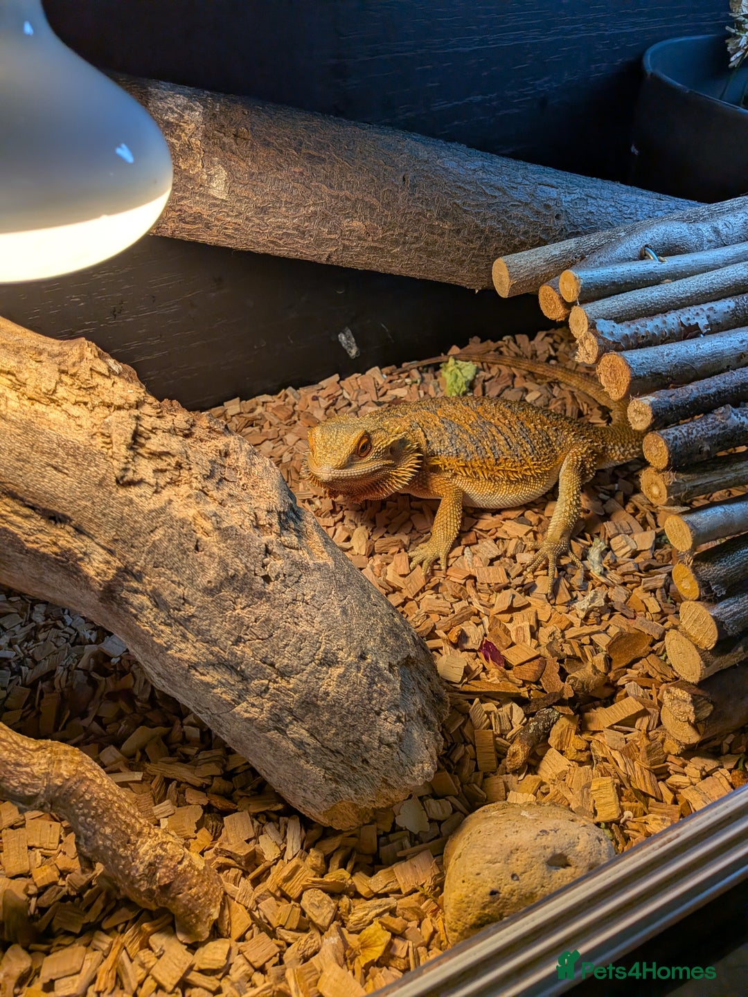 Bearded Dragon reptiles for sale: Beardie  - Advert 5