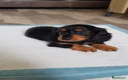 Miniature Dachshund dogs for sale: Miniature longhaired Dashchounds  - Image 9