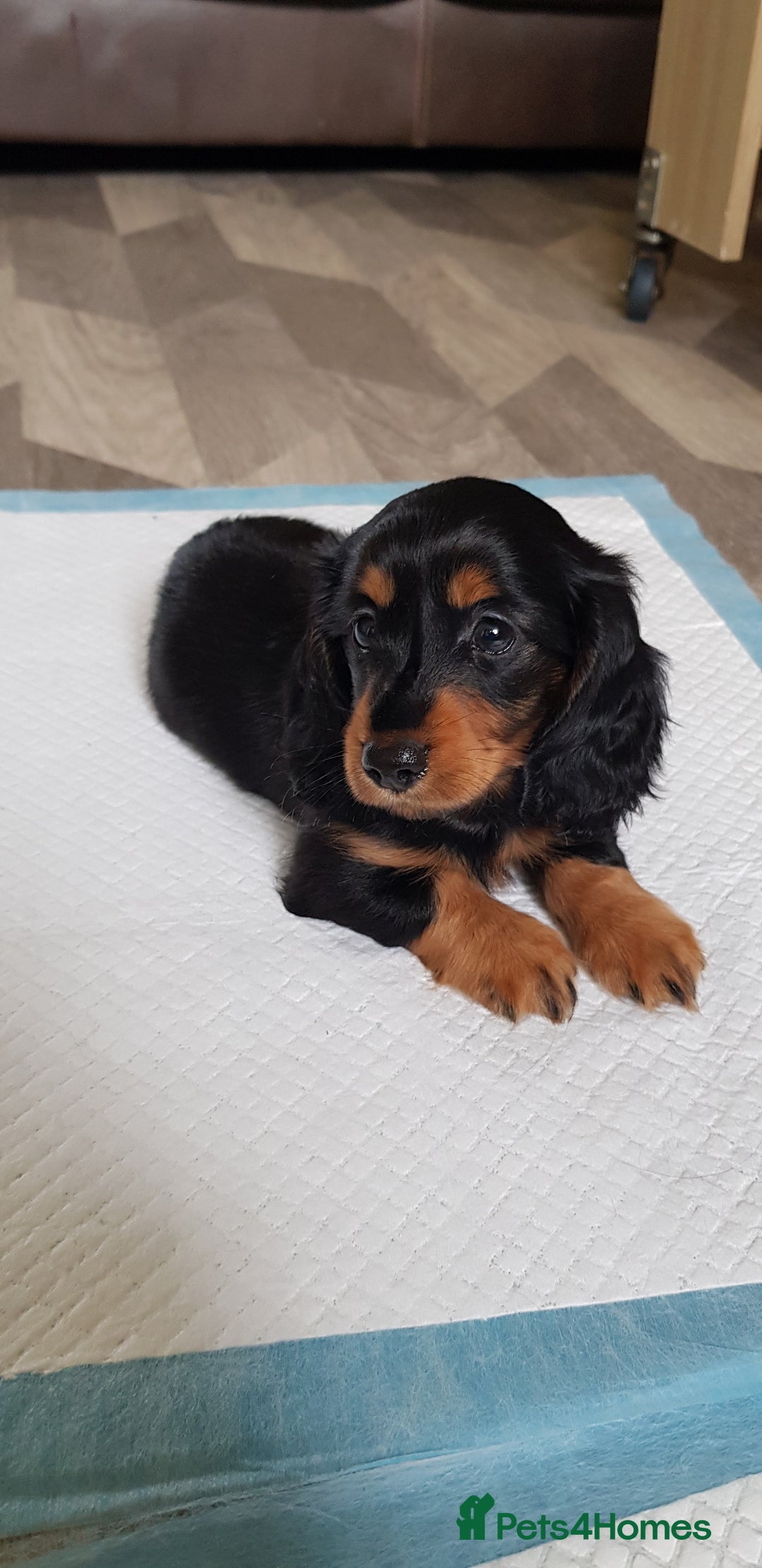 Miniature Dachshund dogs for sale: Miniature longhaired Dashchounds  - Image 9