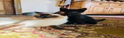 Mixed Breed cats for sale: *READY NOW* 3 Beautiful Black Kittens  - Advert 1