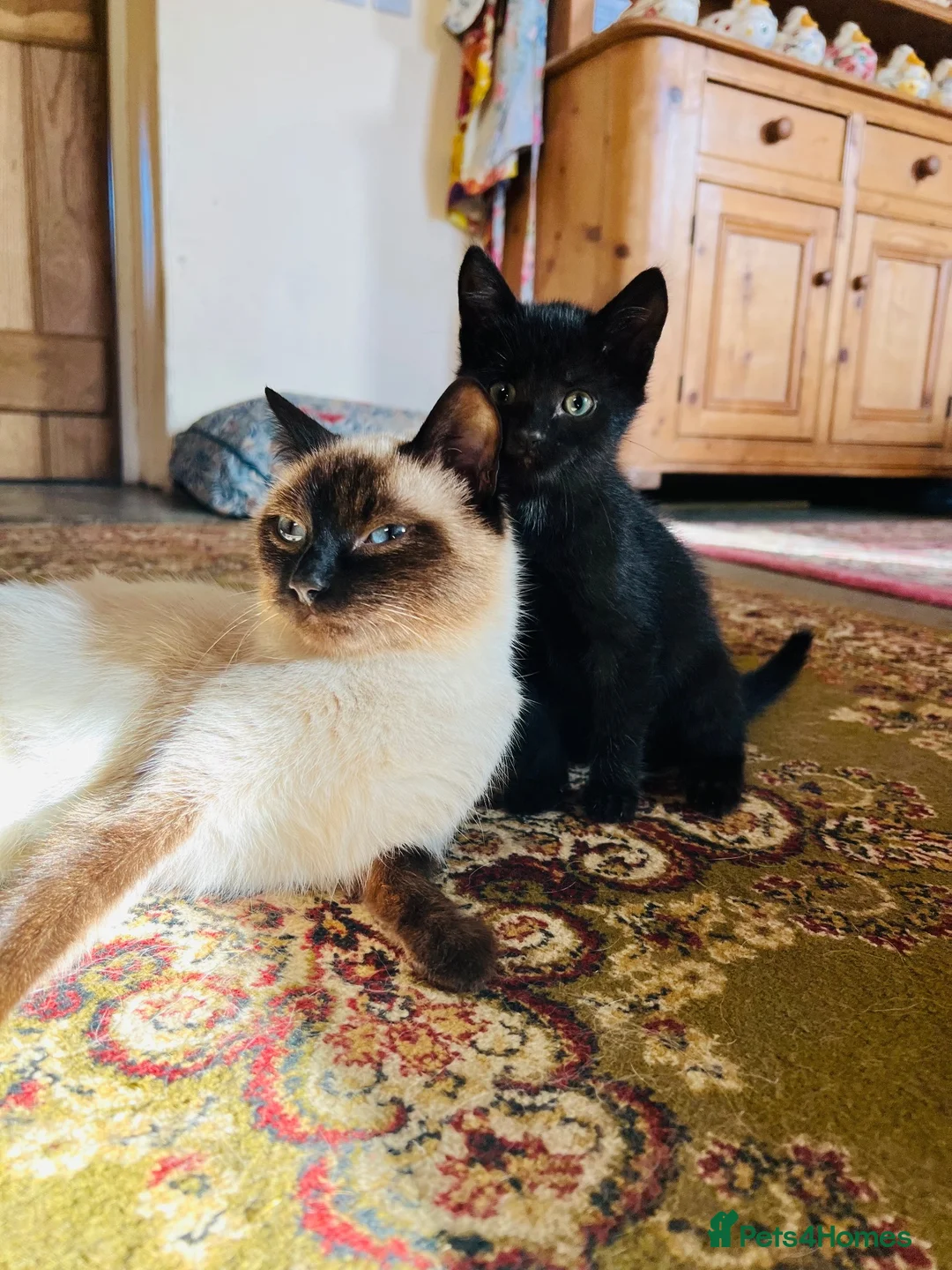 Mixed Breed cats for sale: *READY NOW* 3 Beautiful Black Kittens  - Advert 1
