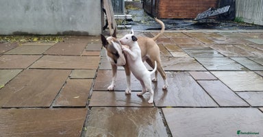 English Bull Terrier dogs Beautiful k.c reg bully pups  ready to go - Advert 5