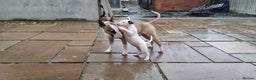 English Bull Terrier dogs for sale: Beautiful k.c reg bully pups  ready to go - Advert 6