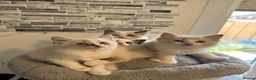 Ragdoll cats for sale: Stunning Ragdoll kittens - Advert 11