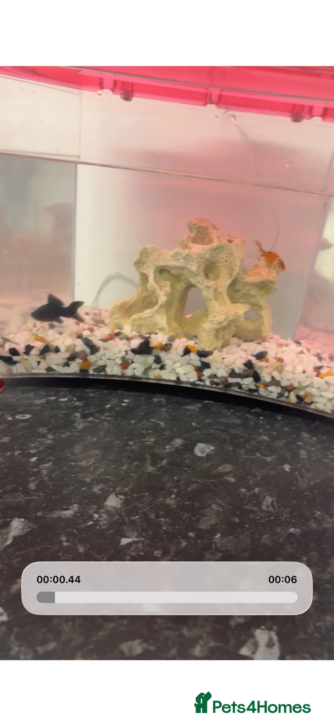 Goldfish fish for sale: 2 fish and tank with everything for sale  - Advert 2