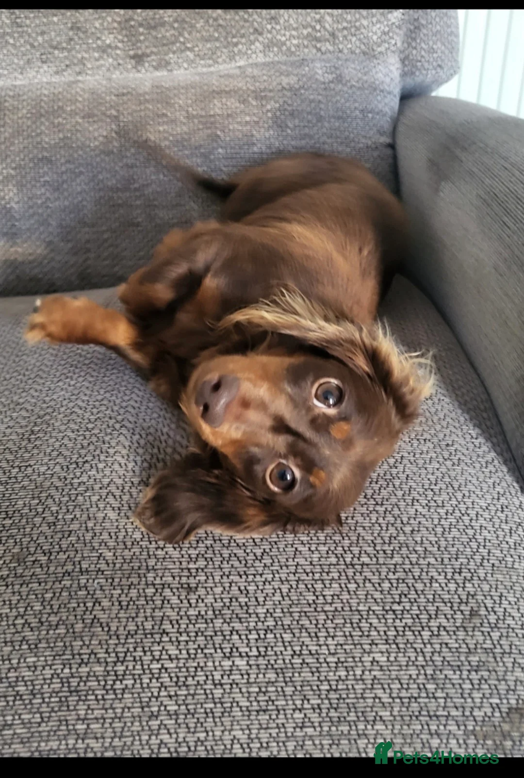 Dachshund dogs for sale: Miniature long haired dashounds  - Advert 2