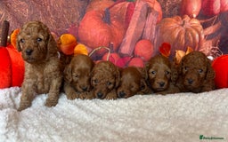 Cockapoo dogs for sale: GORGEOUS F1B COCKAPOOS 🧬 Tested Parents  - Image 1