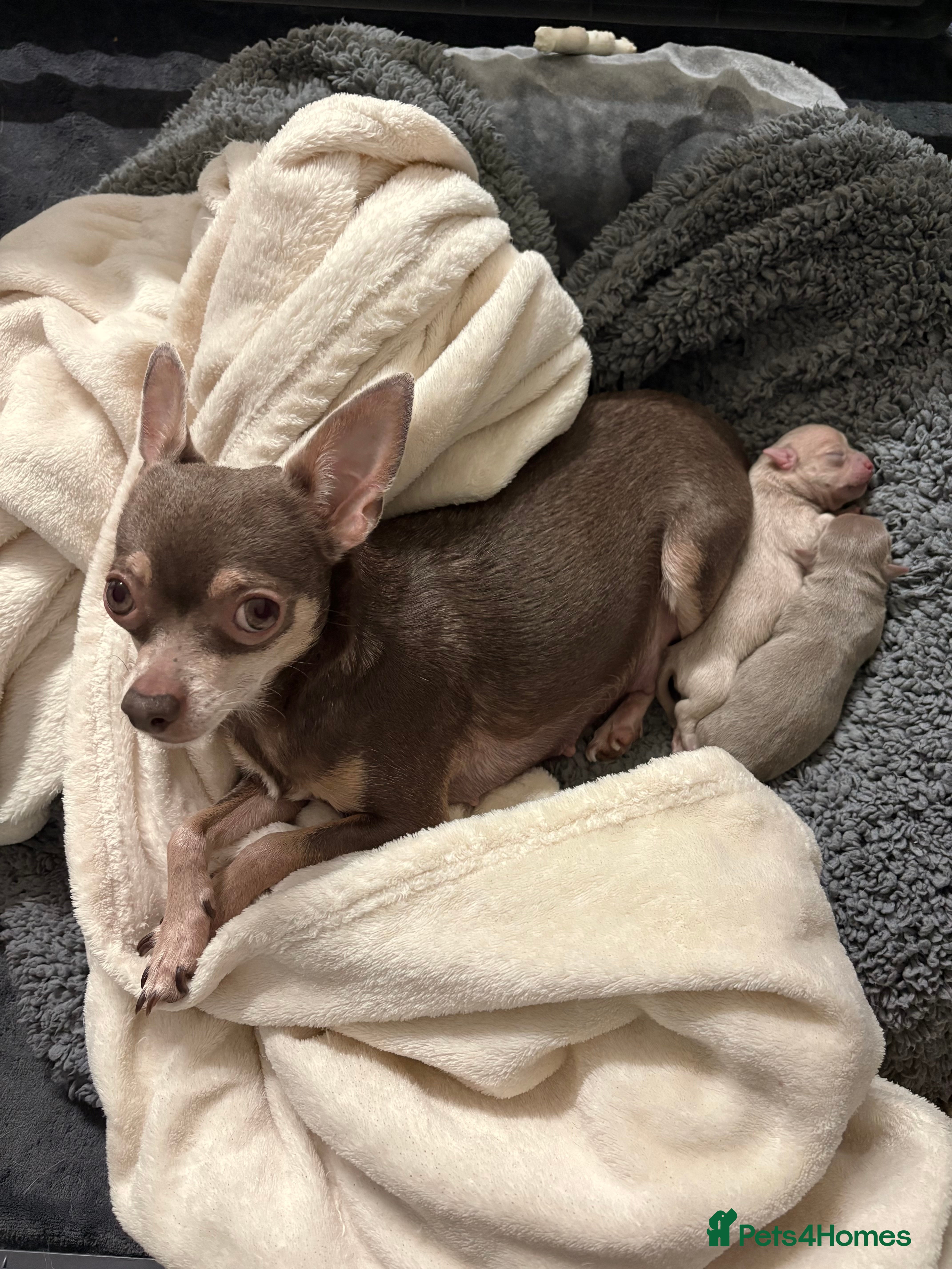 Chihuahua dogs Stunning Chihuahua Puppies!!  - Advert 1