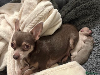 Chihuahua dogs Stunning Chihuahua Puppies!! - Advert 1