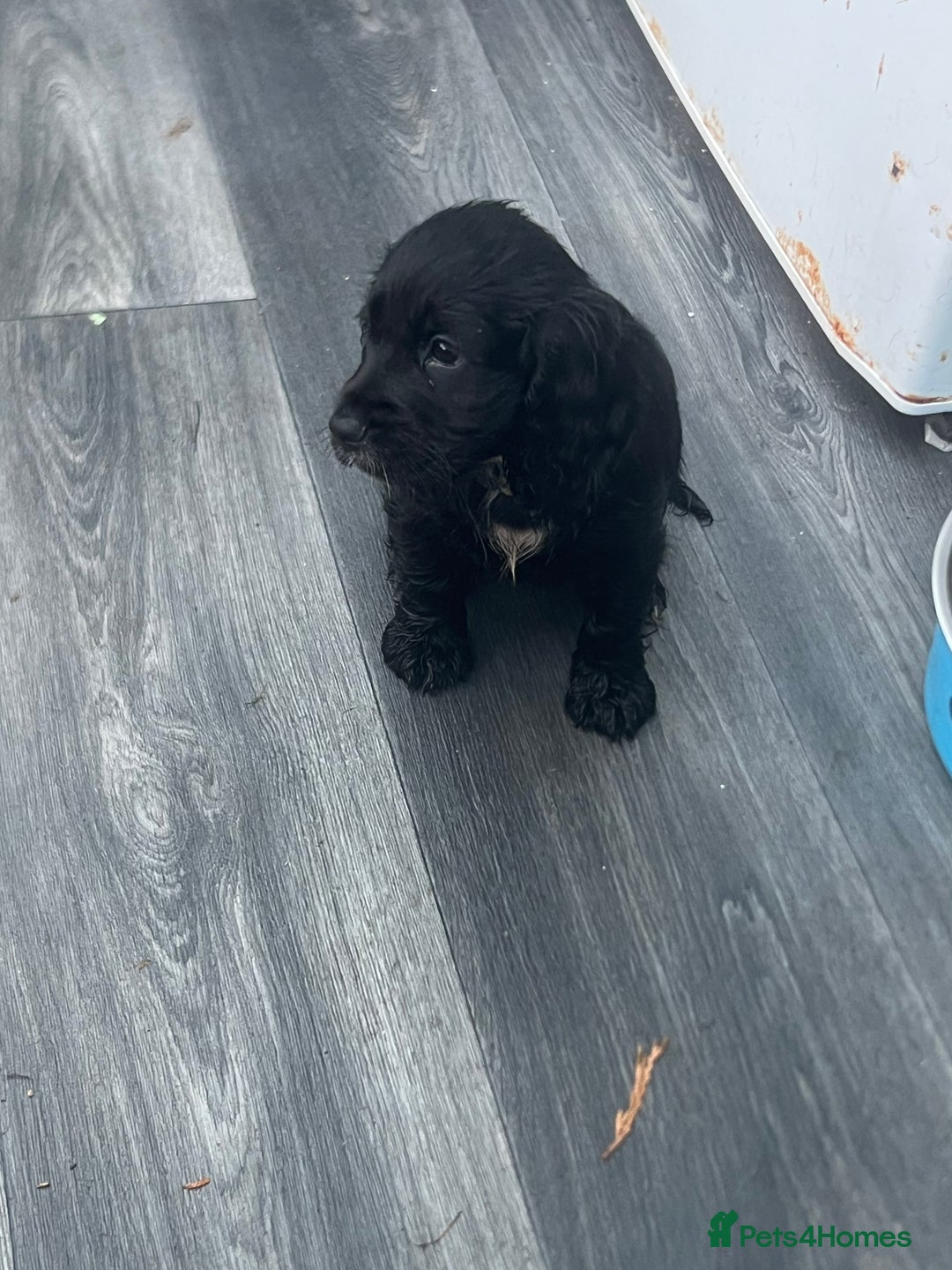 Cocker Spaniel dogs for sale: 4 stunning girl show cocker spaniels - Image 15