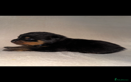 Rottweiler dogs for sale: Stunning Rottweiler puppies  - Image 24