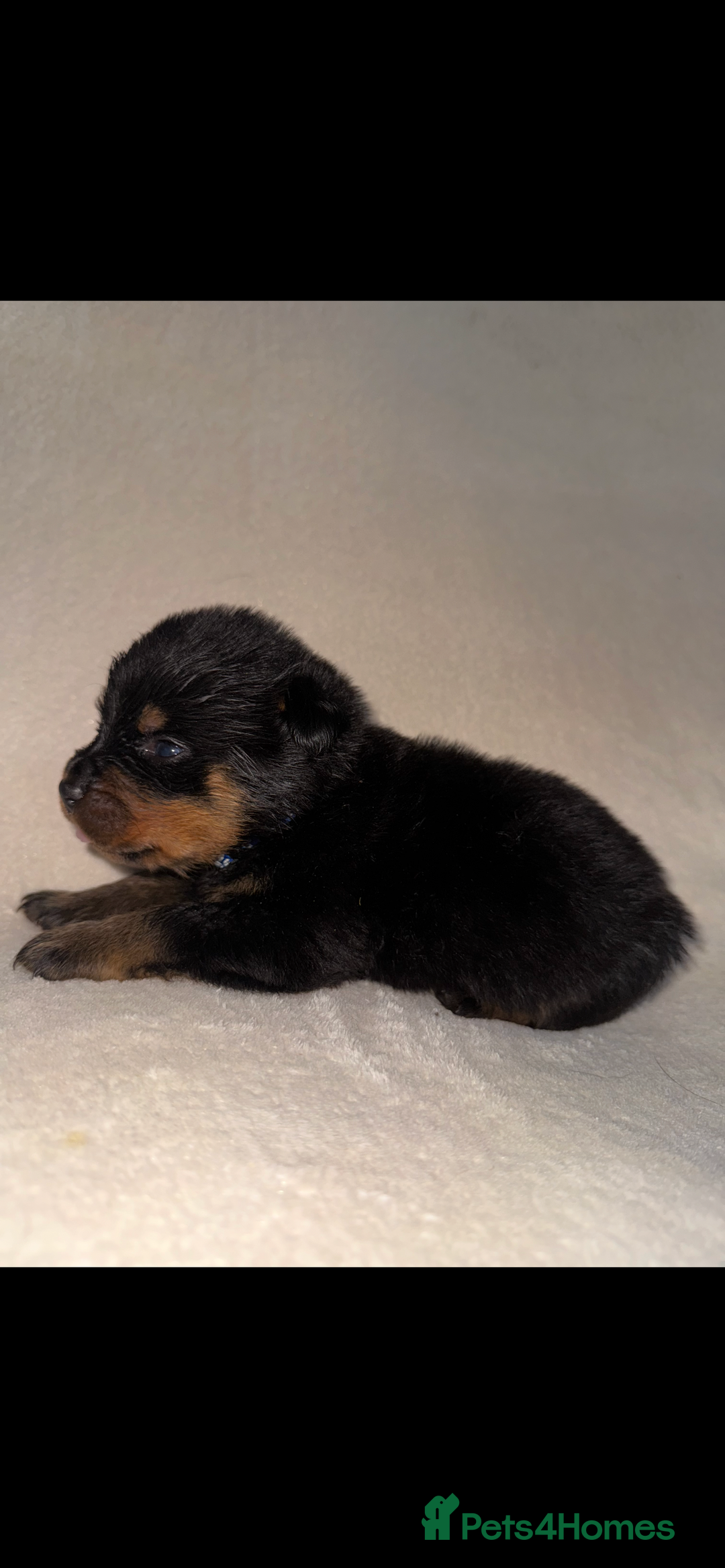 Rottweiler dogs for sale: Stunning Rottweiler puppies  - Image 24