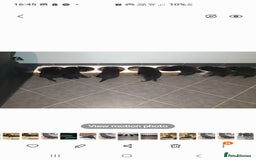 Rottweiler dogs for sale: Kc reg full German champion rottweiler puppies   - Image 3