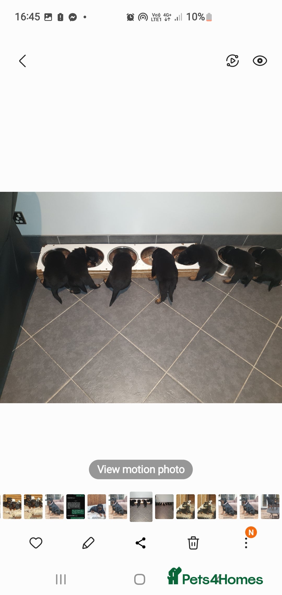 Rottweiler dogs for sale: Kc reg full German champion rottweiler puppies   - Image 3