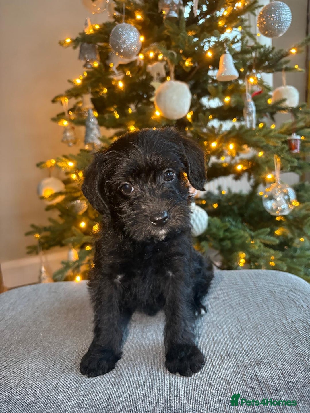Mixed Breed dogs for sale: Border x poodle puppies - Advert 1