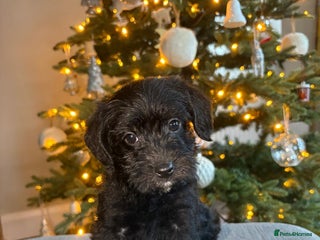 Mixed Breed dogs Border x poodle puppies - Advert 8