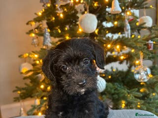Mixed Breed dogs Border x poodle puppies - Advert 3