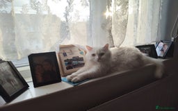 British Shorthair cats for sale: Lovely White Shorthair looking for new loving home - Image 1