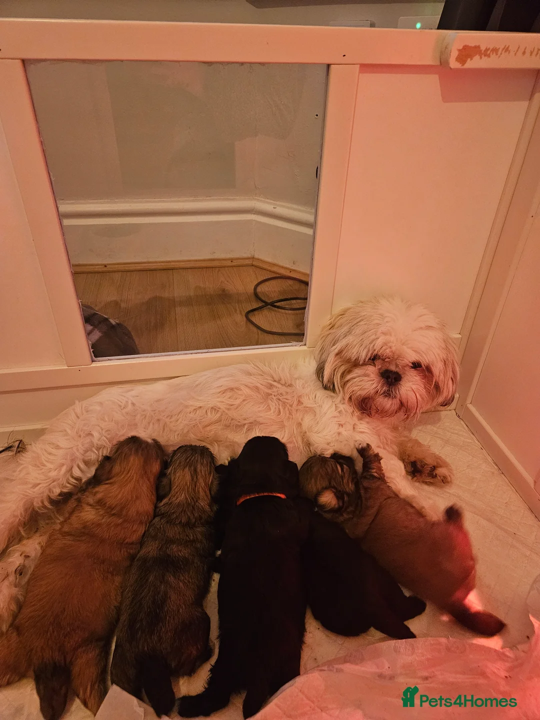 Shih Tzu dogs for sale: Wolf shih tzu puppy - Advert 2