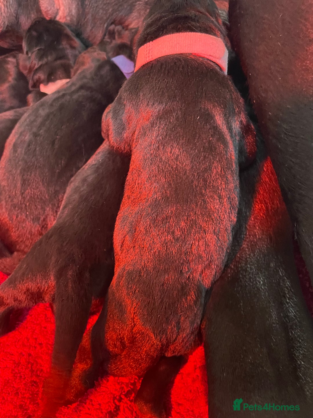 Cane Corso dogs for sale: Champion/true to type cane corso puppies - Advert 13