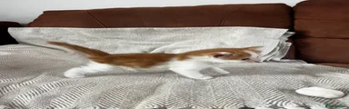 Maine Coon 4