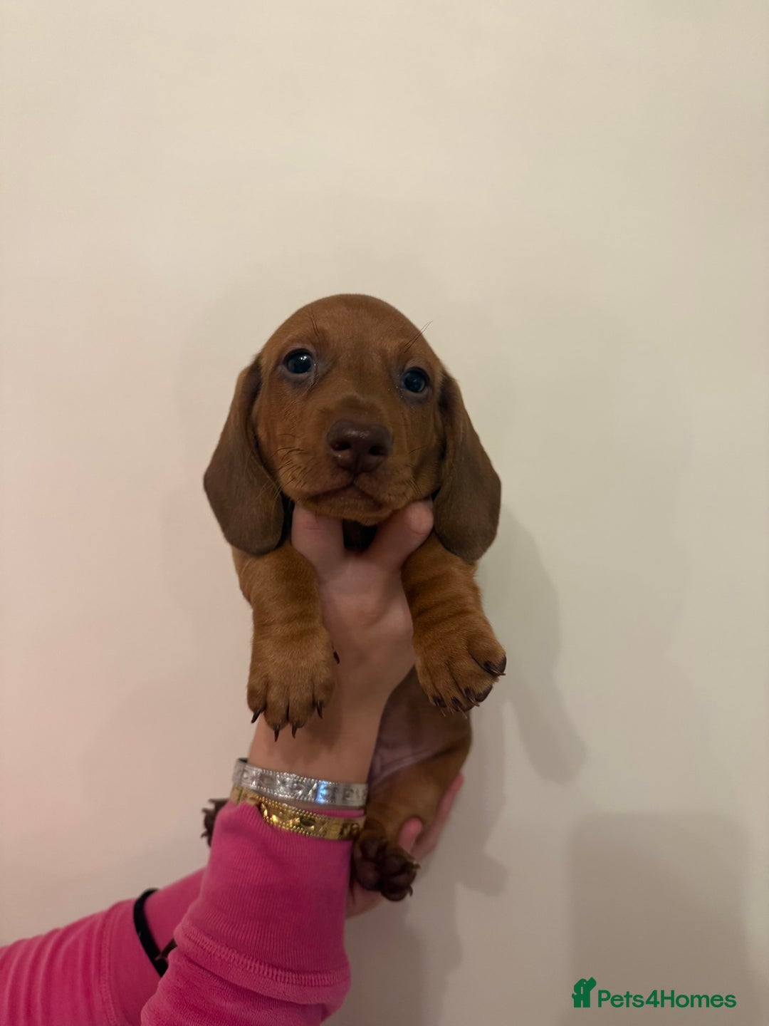 Dachshund dogs for sale: Longhaired black & tan & also a smooth - Advert 4