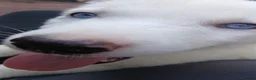 Siberian Husky dogs for sale: 2 LEFT REDUCED Stunning Siberian Husky Puppies - Advert 11