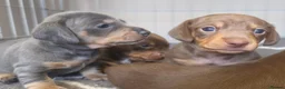 Miniature Dachshund dogs for sale: Adorable KC registered miniature dachshund puppies in Leeds - Advert 26