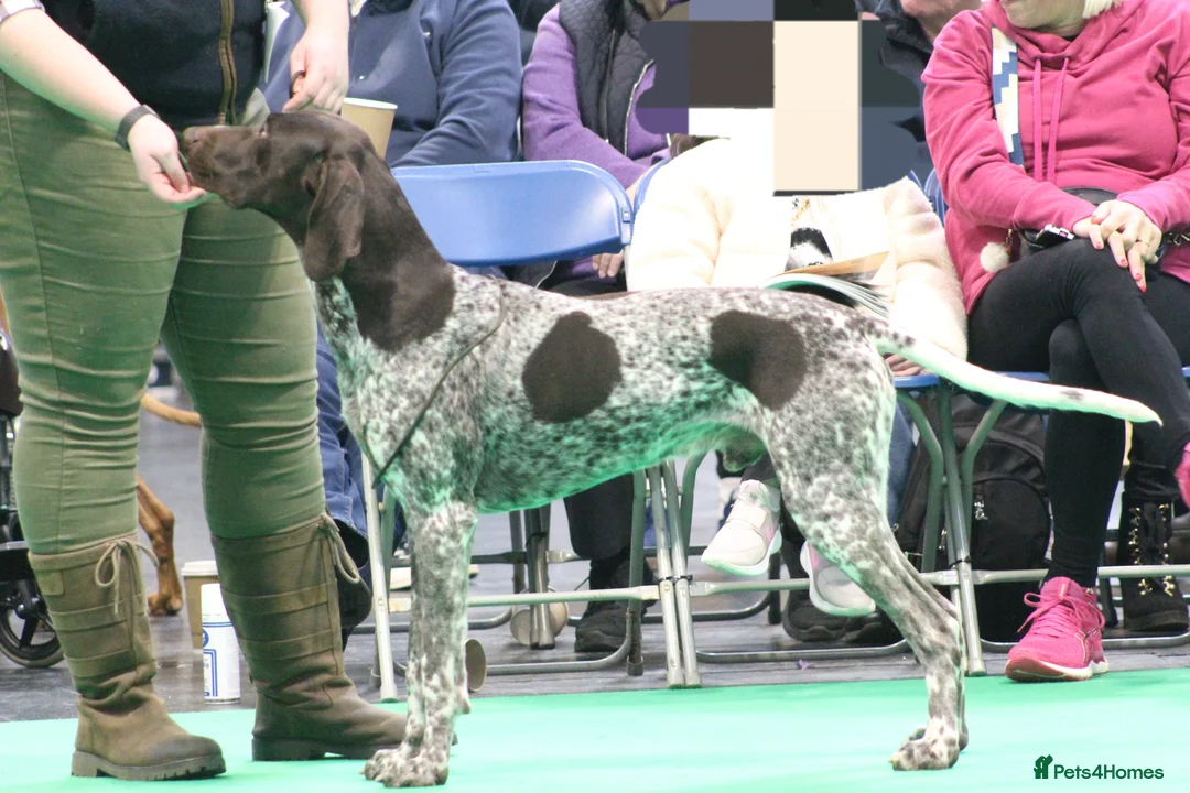 German Shorthaired Pointer dogs for stud: Stunning Proven German shorthaired pointer  in Shrewsbury - Advert 4
