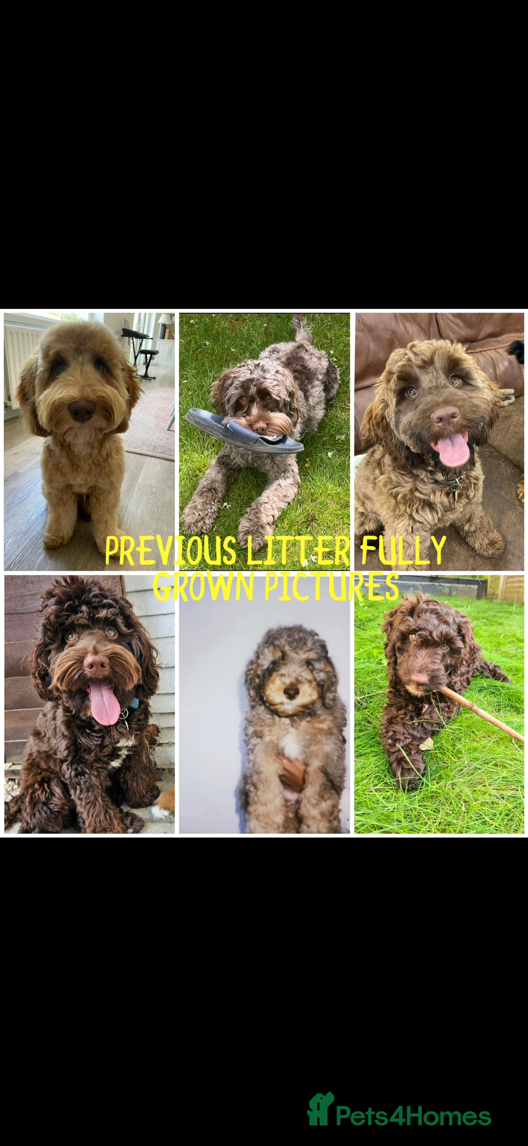 Cockapoo dogs for sale: Merle/ Red and Chocolate brown cockapoo puppies - Advert 22