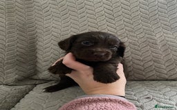 Cocker Spaniel dogs for sale: Working cocker spaniel puppies  - Image 16