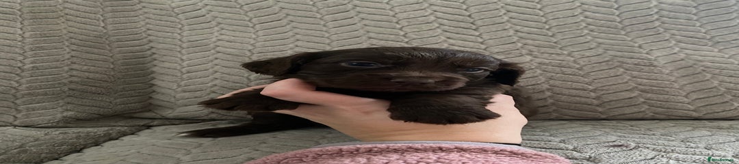 Cocker Spaniel Puppy 5