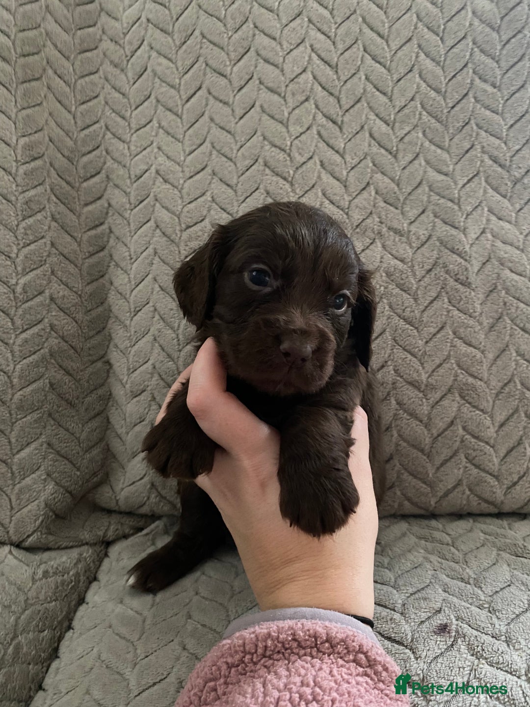 Cocker Spaniel dogs for sale: Working cocker spaniel puppies  - Image 16