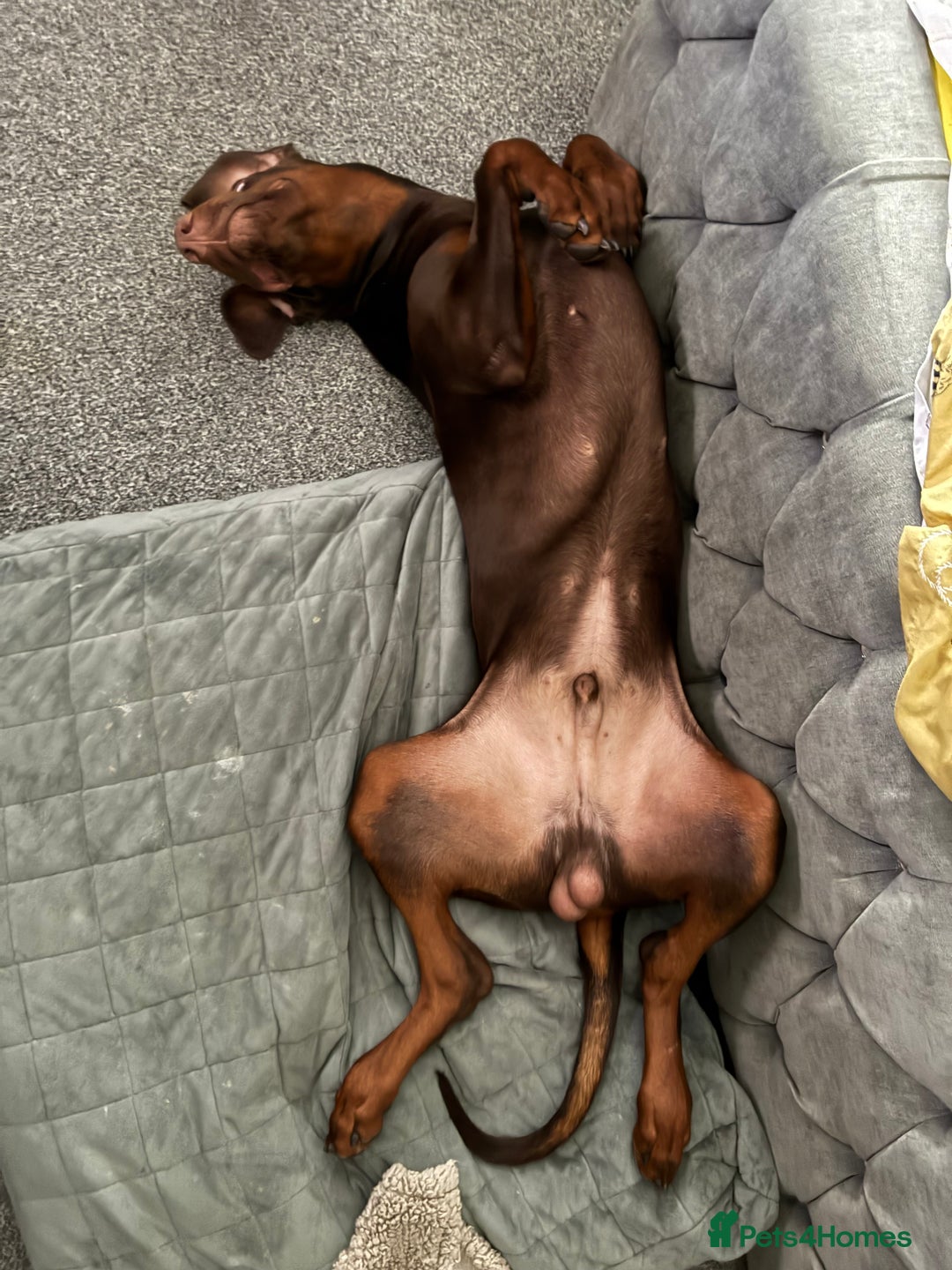 Dobermann dogs for sale: Neo.  - Image 3