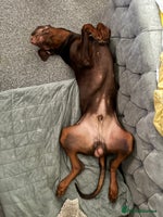 Dobermann dogs Neo. - Advert 1