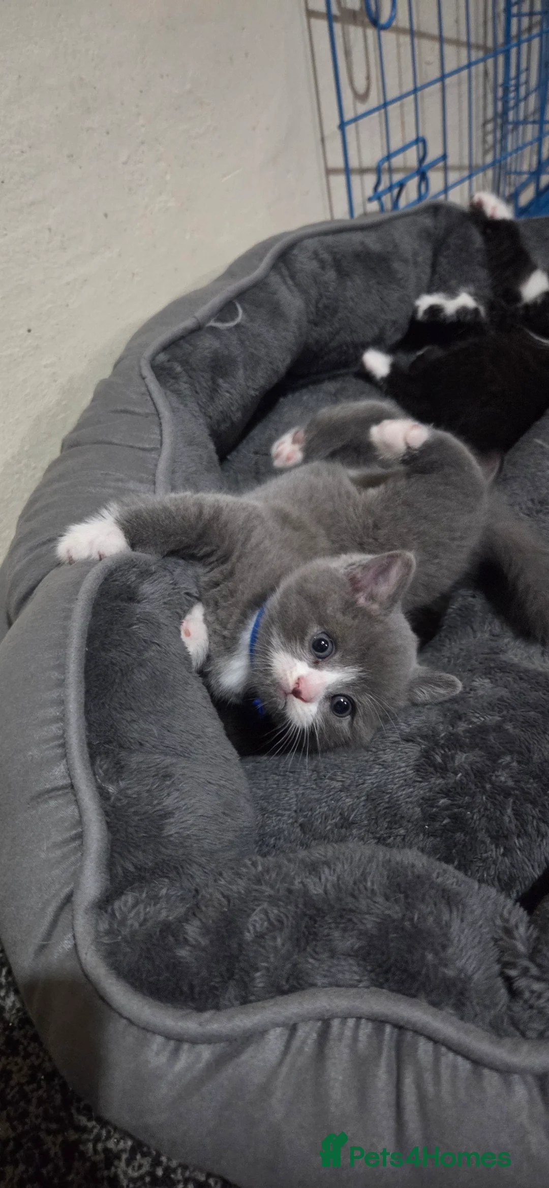 British Shorthair cats for sale: British Short Hair  - Advert 25