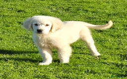 Golden Retriever dogs for sale: Gorgeous golden retriever male puppy - Advert 3
