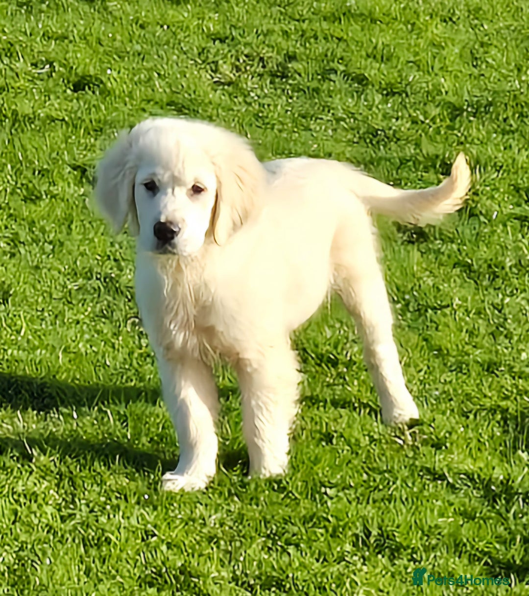 Golden Retriever dogs for sale: Gorgeous golden retriever male puppy - Advert 3
